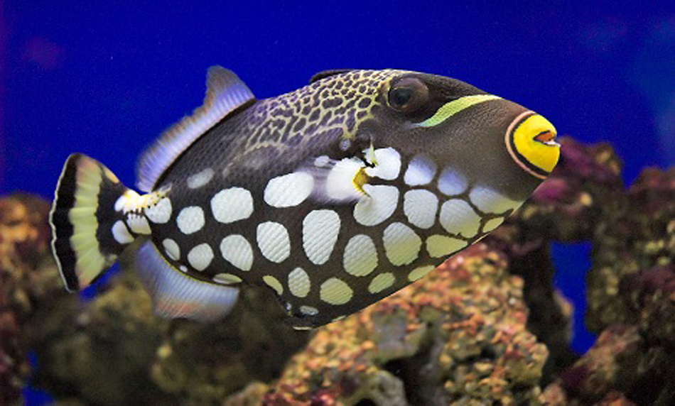 Peixe porco palhaço | Peixe porquinho, Peixes, Animais
