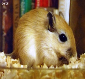 God's Animals in Alphabetical Order