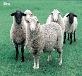 Gallery - God's Animals