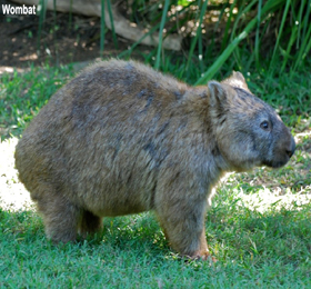 God's Animals in Alphabetical Order